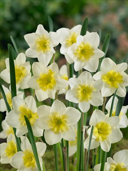 Narcissus 'Bella Estrella'