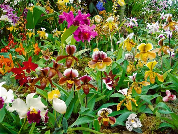 Orchideen Mischung / mixed