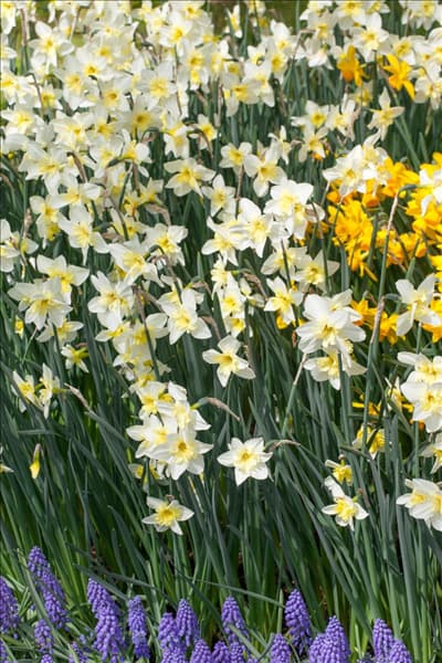 Narcissus jonquilla Bella Estrella