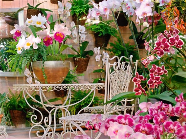 Orchids mixed
