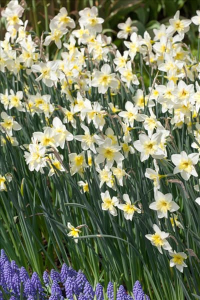Narcissus jonquilla Bella Estrella