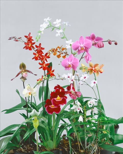 ORCHIDEEN / MIX