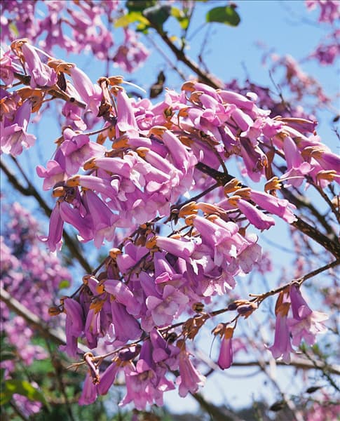 Paulownia tomentosa