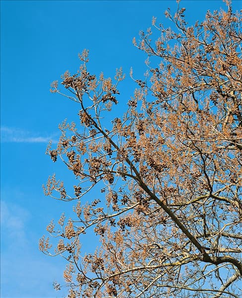 Paulownia tomentosa
