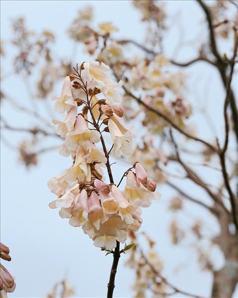 PAULOWNIA TOMENTOSA DETAIL