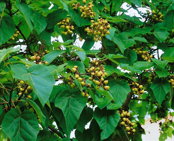 Paulownia tomentosa
