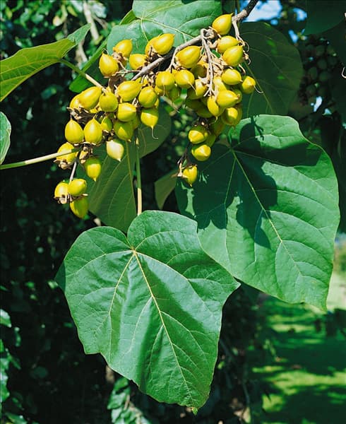 Paulownia tomentosa