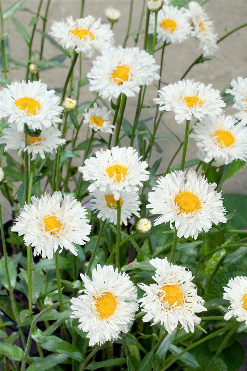 Leucanthemum x superbum Snehurka