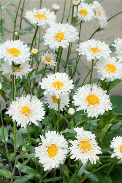 Leucanthemum x superbum Snehurka