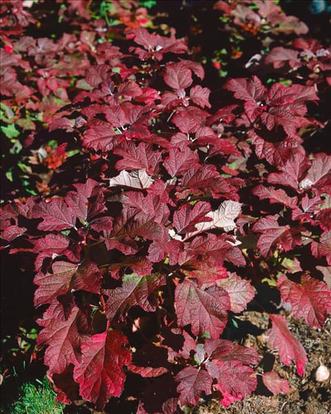 Hydrangea quercifolia