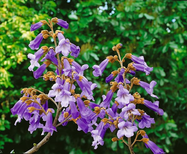 Paulownia tomentosa