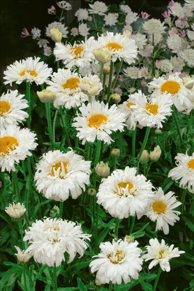 Leucanthemum x superbum Snehurka