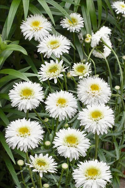 Leucanthemum x superbum Schneehueken
