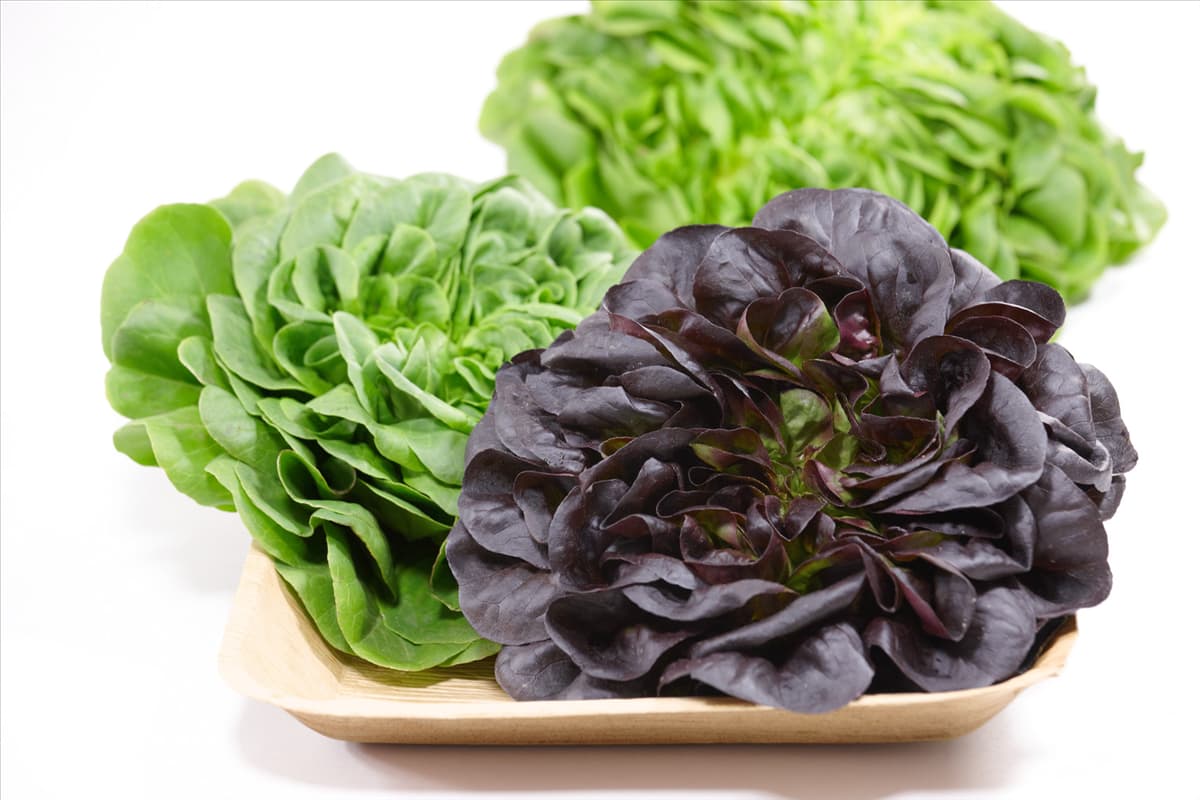 Lactuca sativa Salanova ®