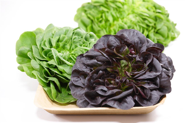 Lactuca sativa 'Salanova'®