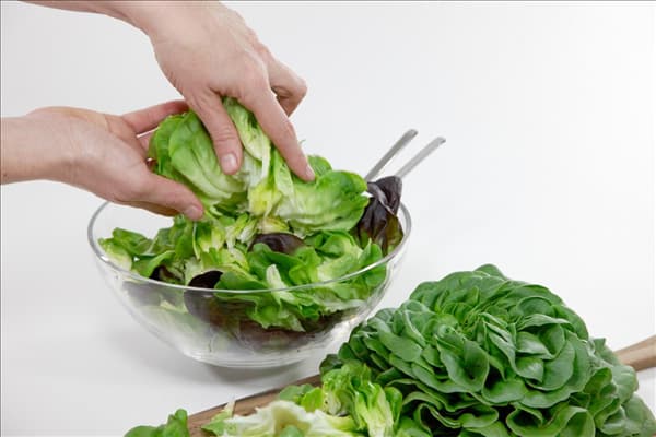 Lactuca sativa Salanova ® Salatzubereitung