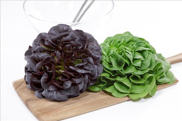 Lactuca sativa Salanova ®