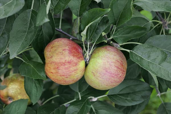 Malus domestica Gravensteiner