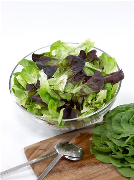 Lactuca sativa Salanova ®
