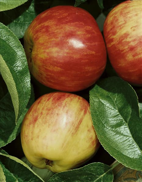 Malus domestica Gravensteiner