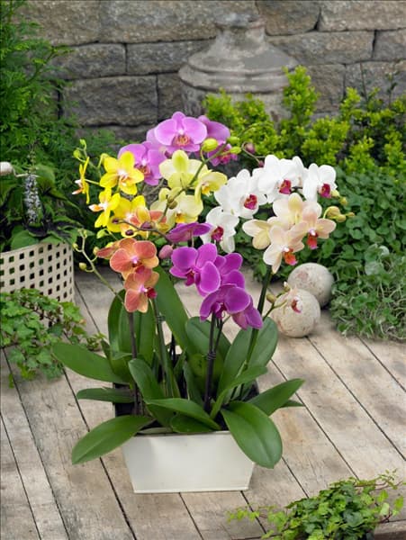 Phalaenopsis Mischung im Topf