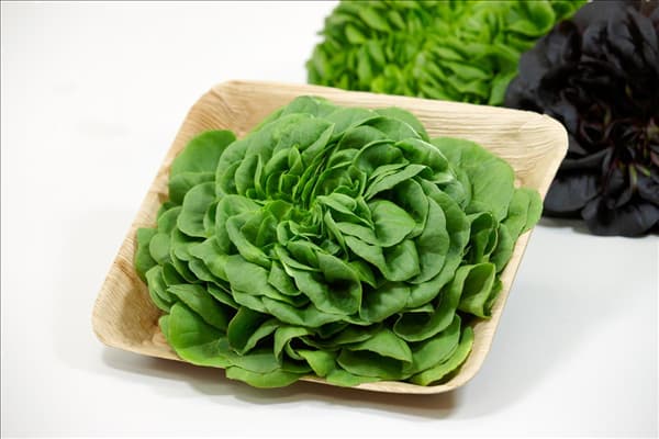Lactuca sativa Salanova ®