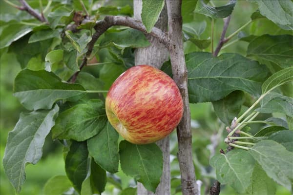 Malus domestica Gravensteiner