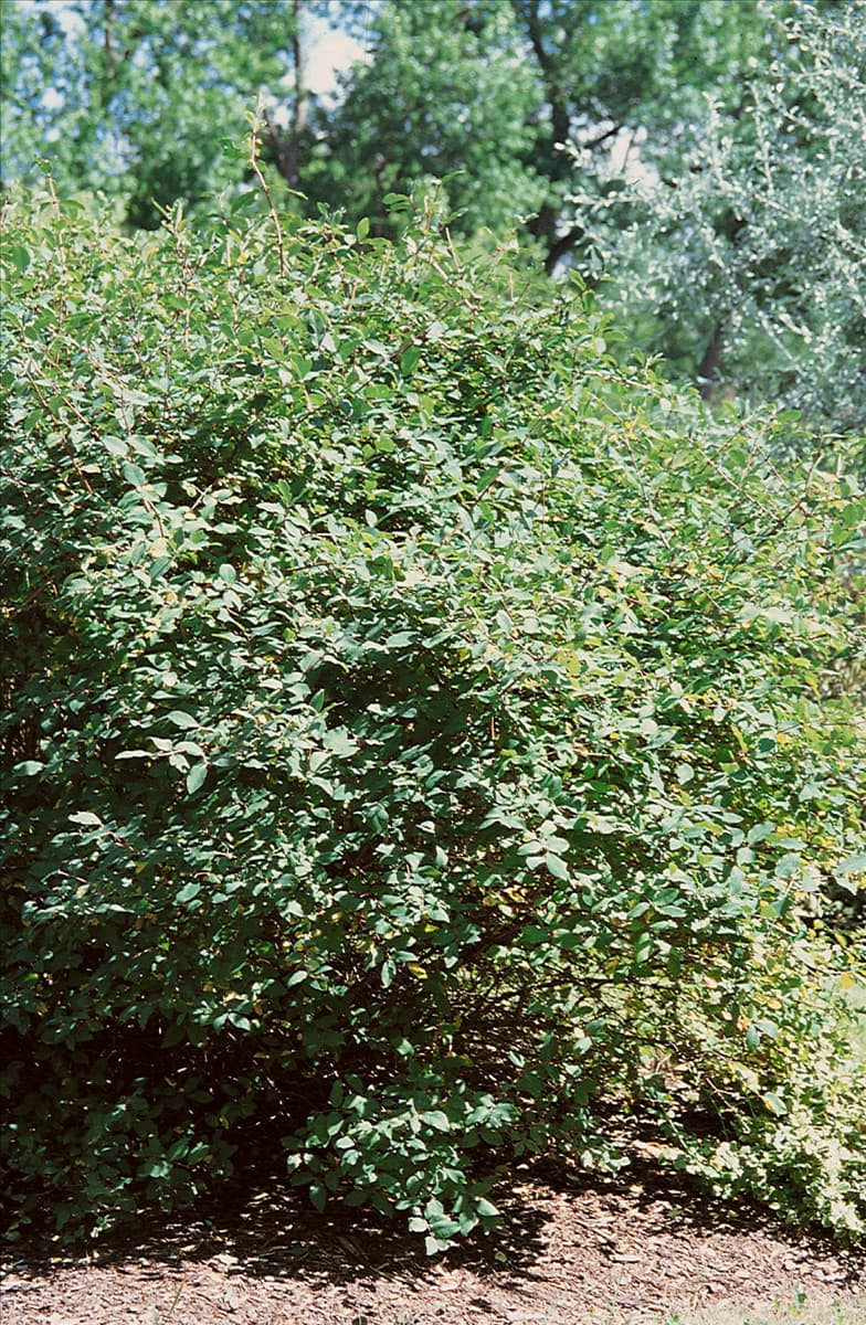 Lonicera caerulea Edulis