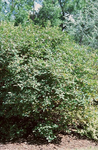 Lonicera caerulea var. kamtschatica 'Maitop'®