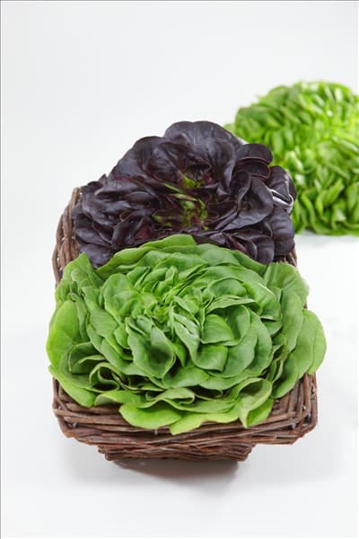 Lactuca sativa Salanova ®
