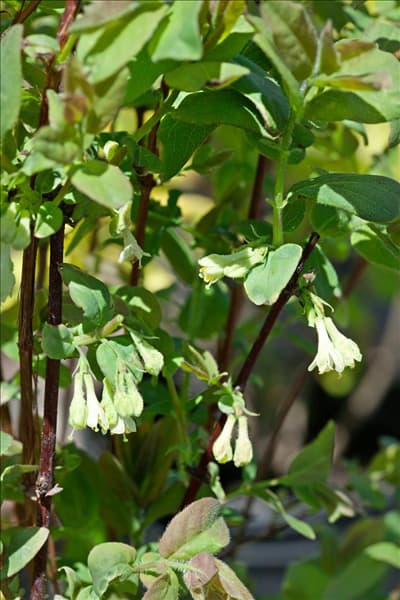 Lonicera caerulea Berry Blue