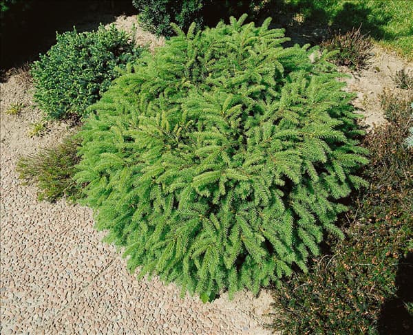 Picea abies 'Nidiformis'