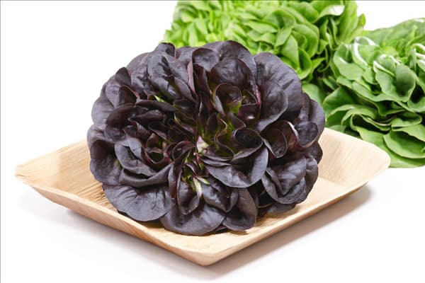 Lactuca sativa Salanova ®