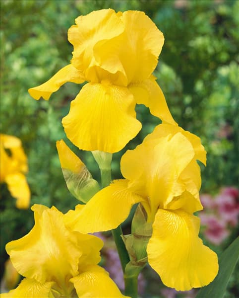 Iris germanica Ola Kala