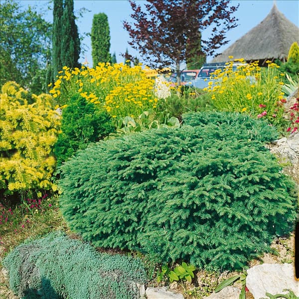 Picea abies Nidiformis