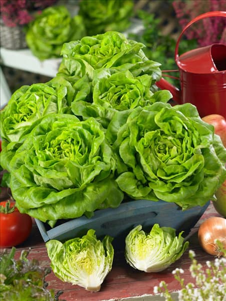 Lactuca sativa Salanova ®
