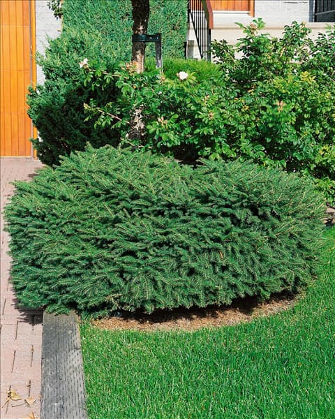 Picea abies Nidiformis