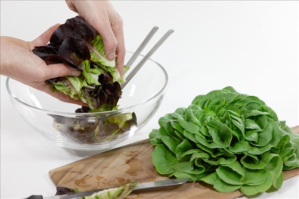 Lactuca sativa Salanova ® Salatzubereitung