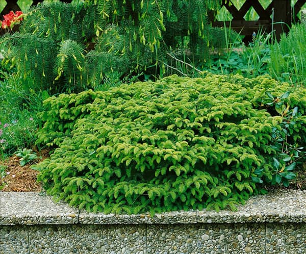 Picea abies Nidiformis