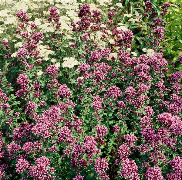 Origanum laevigatum Herrenhausen