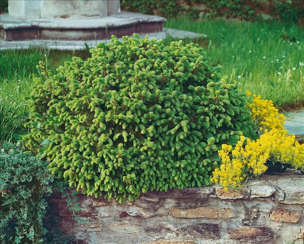 Picea abies Nidiformis