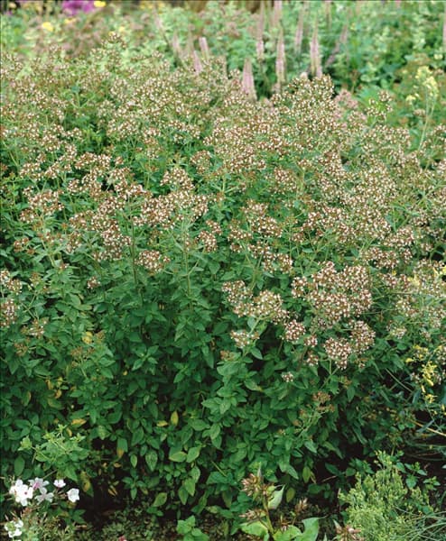 Origanum laevigatum Herrenhausen