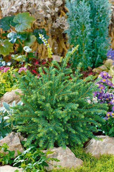 Picea abies Nidiformis