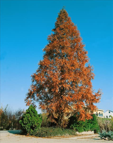 Metasequoia glyptostroboides autumn