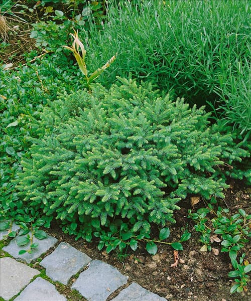 Picea abies Nidiformis