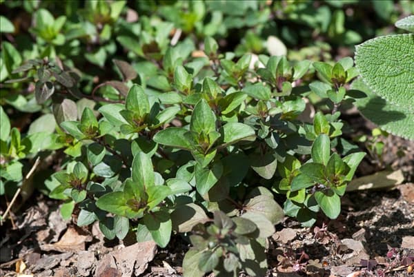 Origanum laevigatum Herrenhausen
