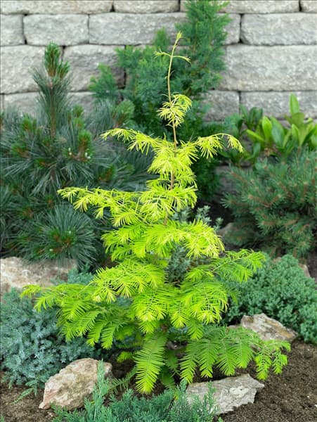 Metasequoia glyptostroboides Goldrush