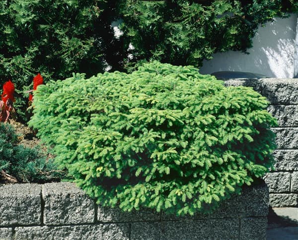 Picea abies Nidiformis