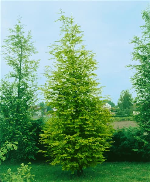 METASEQUOIA GLYPTOSTROBOIDES