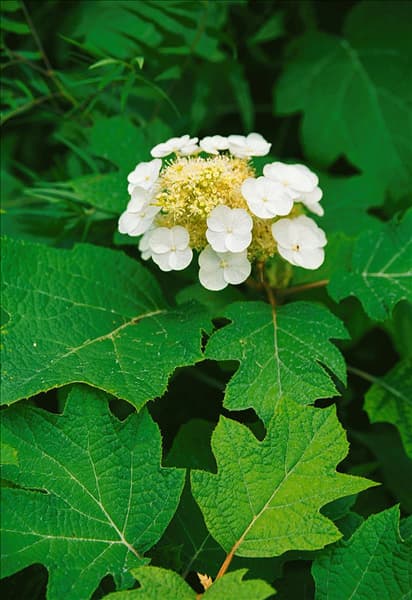 Hydrangea quercifolia Pee Wee